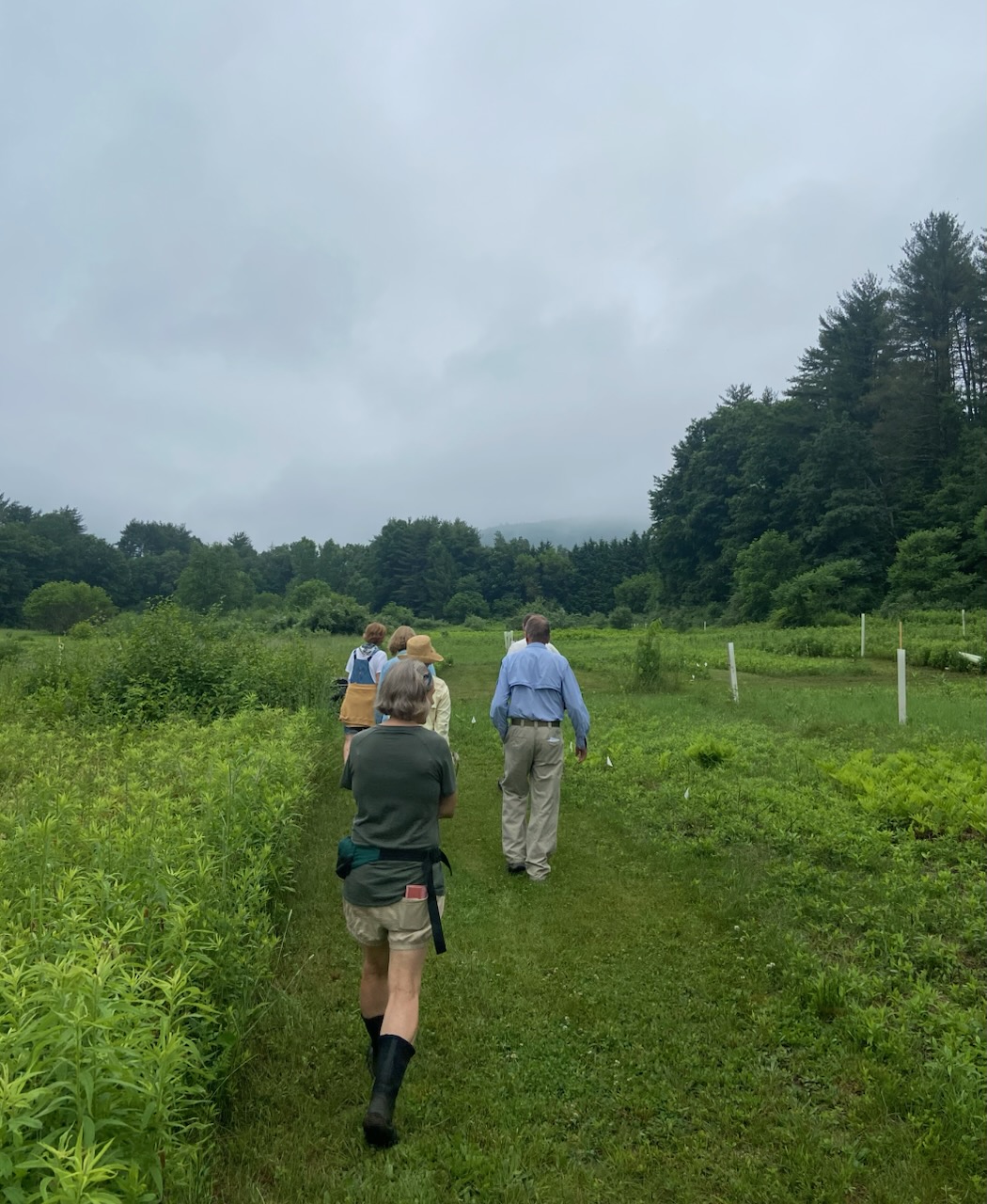 volunteers walking through the Gemmo Forest